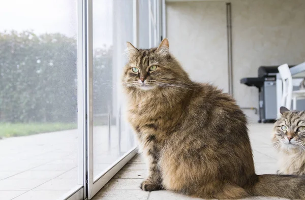 Bello il gatto del bestiame alla finestra, animale domestico curioso — Foto Stock