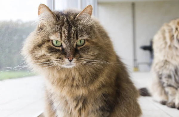 Beauty livestock cat looking in the camera, curious pet — Stock Photo, Image