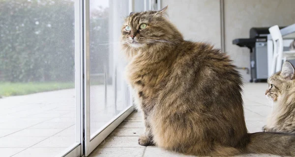 Zwierząt gospodarskich brązowy kot na oknie, ciekawy zwierzętom — Zdjęcie stockowe