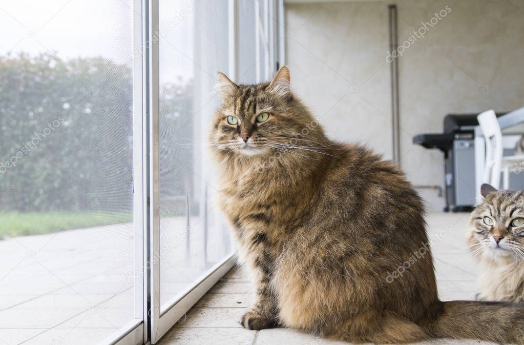 Beautiful livestock cat at the window, curious pet