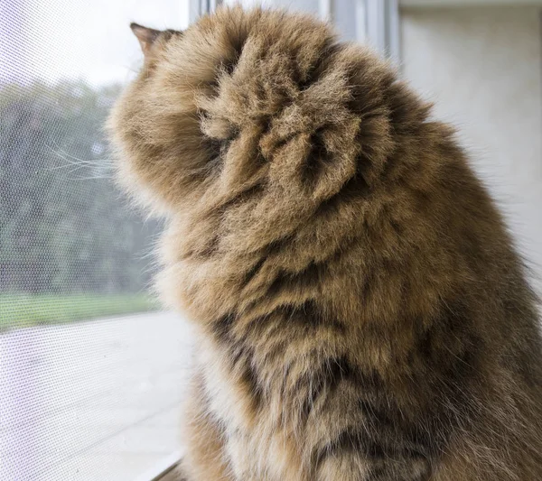 Gato de ganado curioso en la ventana, hermosa mascota —  Fotos de Stock