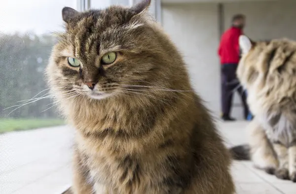 Haired kot na oknie, ciekawy zwierzętom zwierząt gospodarskich — Zdjęcie stockowe