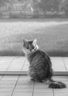 Güzel gri kedi yavrusu vasıl belgili tanımlık pencere, Sibirya doğurmak