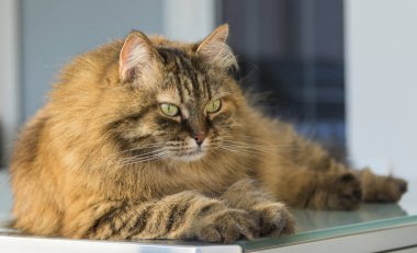 Kahverengi uskumru kedi Bahçe masanın üzerinde yatan Sibirya doğurmak