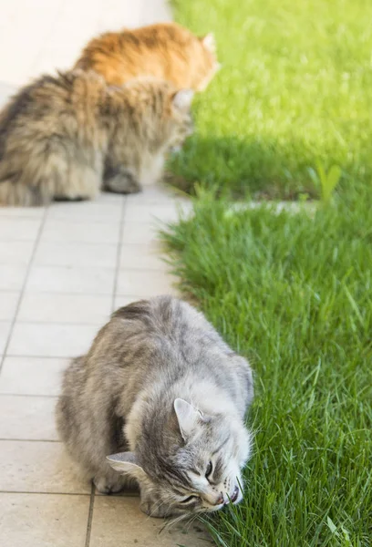 Очаровательные пушистые кошки в саду, сибирские домашние животные скота — стоковое фото