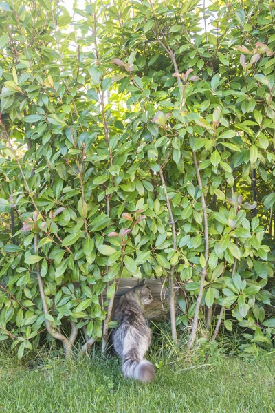 Красота серебряный котенок на траве зеленый между растениями, сибирская женщина — стоковое фото