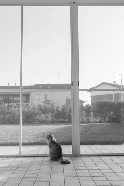 Schöne graue Kätzchen am Fenster, Blick in den Garten — Stockfoto