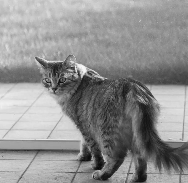 Gatinho cinzento bonito na janela, olhando para a câmera — Fotografia de Stock