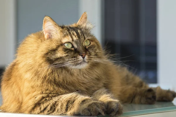 Chat maquereau brun de race sibérienne couché sur une table de jardin, levant les yeux — Photo