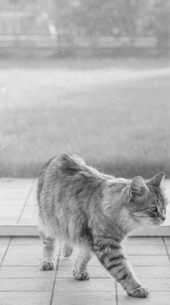 Gatinho cinzento bonito na janela, andando no jardim — Fotografia de Stock