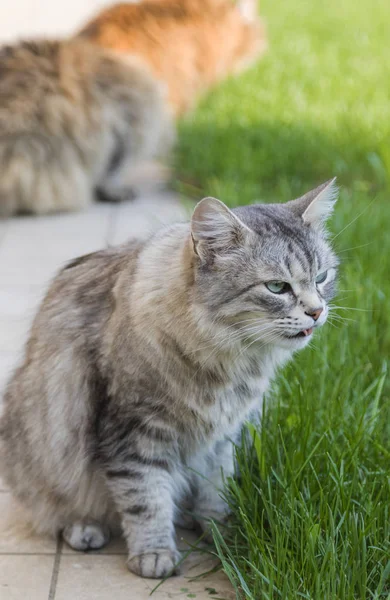 Długowłosy koty zwierząt gospodarskich, Syberyjski czystej krwi dla alergików — Zdjęcie stockowe