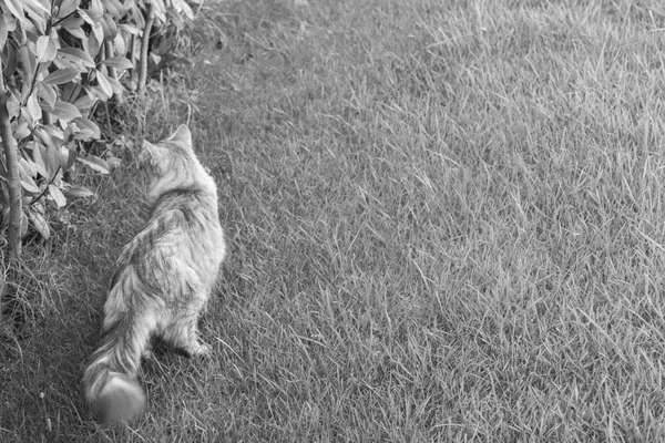 Yeşil çimen, Sibirya erkek üzerinde güzel gümüş yavru kedi — Stok fotoğraf