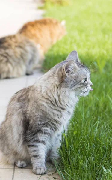 Puszyste koty w ogrodzie, rasy syberyjski — Zdjęcie stockowe