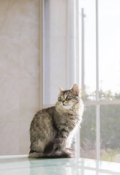 아름다움에 긴 머리 고양이 야외 테이블에 긴장. 고양이의 시베리아 유형 — 스톡 사진