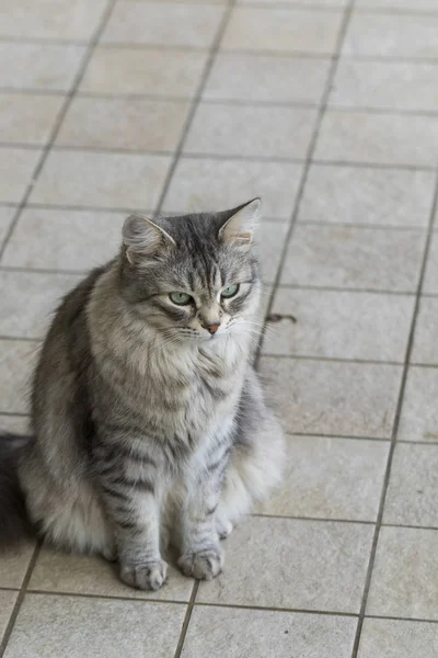 可爱的长头发的西伯利亚品种的猫在牲畜, 低过敏性宠物 — 图库照片