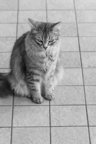 Fluffy gato de pelo largo de raza siberiana en el ganado, mascota hipoalergénica — Foto de Stock