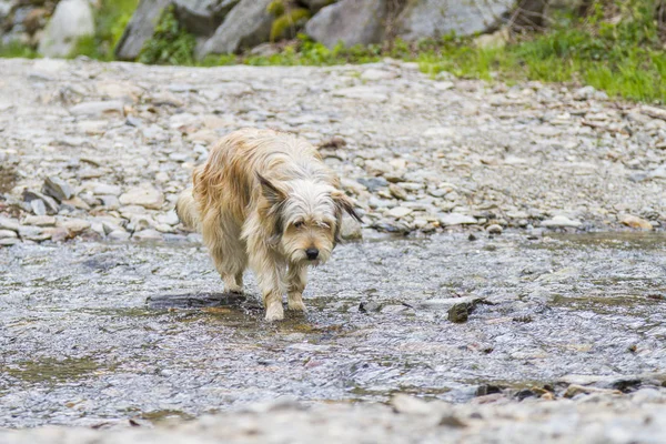 ビションフリーゼ Havanais 品種 田舎でかなり長い髪の犬 ストック写真 C Endomass