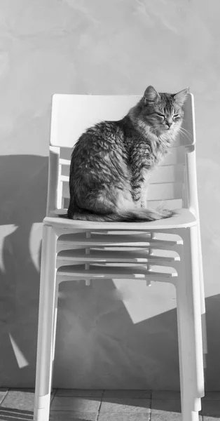 Гипоаллергенная сибирская кошка на открытом воздухе в саду, длинноволосая — стоковое фото