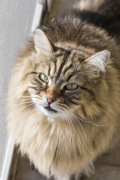 Adorable gato siberiano al aire libre en un jardín, mirando hacia arriba — Foto de Stock