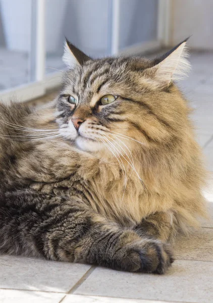 Gato siberiano marrom tabby ao ar livre em um jardim, cabelos longos — Fotografia de Stock