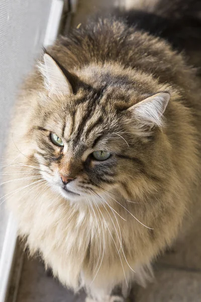 Entzückende sibirische gestromte Katze im Freien in einem Garten, langhaarig — Stockfoto