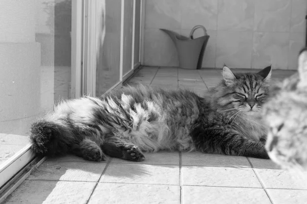 Пухнаста сибірська кішка на відкритому повітрі в саду, лежить на підлозі — стокове фото