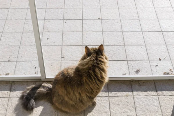 Entzückende sibirische Katze im Freien, Blick in den Garten — Stockfoto