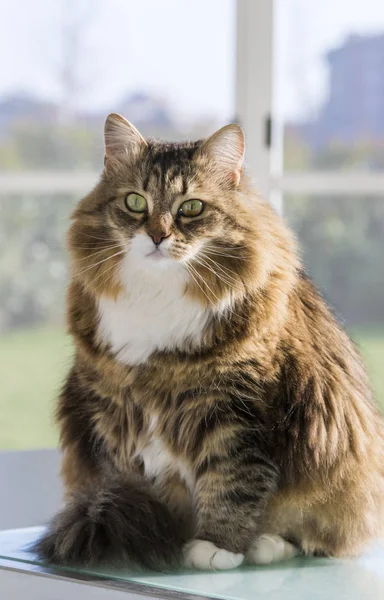Niedliche haarige Katze vom Vieh, sibirische hypoallergene Rasse — Stockfoto