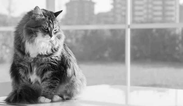 Gato de pelo largo de ganado, raza hipoalergénica siberiana — Foto de Stock