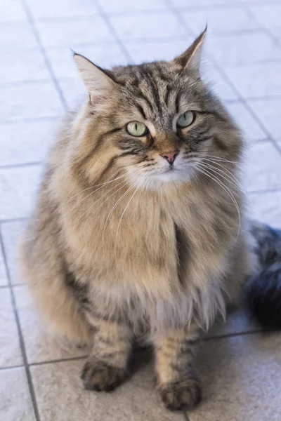 Tabby gato de cabelos longos de gado, raça hipoalergênica siberiana — Fotografia de Stock
