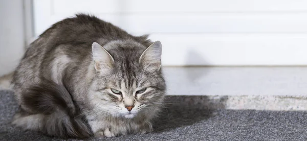 Siberian cat of livestock, purebred hypoallergenic grey pet — Stock Photo, Image