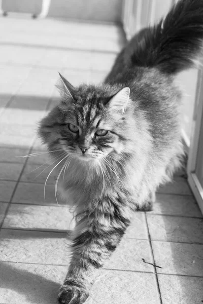 Az állattartás, fajtiszta hipoallergén kisállat gyaloglás szabadtéri autója szibériai ember macska — Stock Fotó