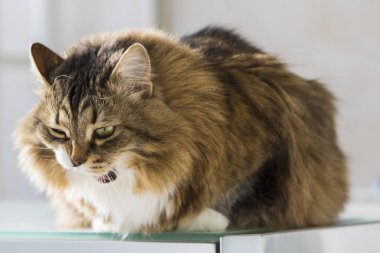 Hayvancılık, safkan hipoalerjenik güzel evde beslenen hayvan Siberian kedi