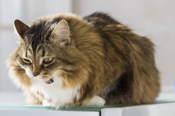 Kot syberyjski zwierząt gospodarskich, purebredÂ pet piękne dla alergików — Zdjęcie stockowe