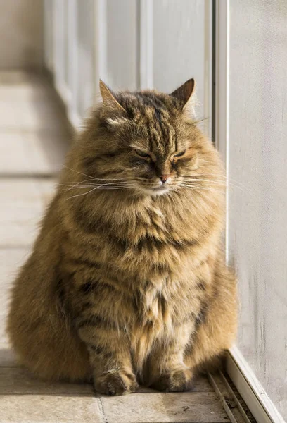 Σιβηρίας γάτα του ζωικού κεφαλαίου, καθαρόαιμος υποαλλεργικό κατοικίδιο ζώο με σκουμπρί καστανά μαλλιά — Φωτογραφία Αρχείου