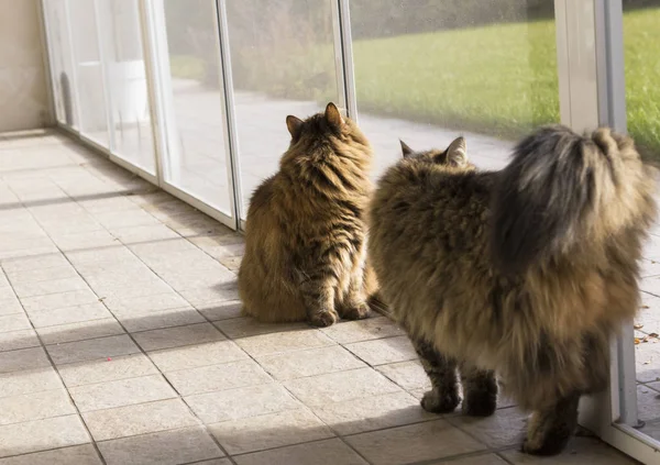 Koty syberyjskie zwierząt gospodarskich, rasowe zwierzę zwierzęta dla alergików odkryty — Zdjęcie stockowe