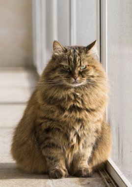 Hayvancılık, safkan Sibirya hipoalerjenik evde beslenen hayvan, şirin kedi