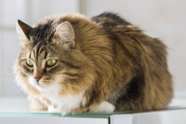 Hayvancılık, safkan hipoalerjenik evde beslenen hayvan kahverengi Sibirya kedi