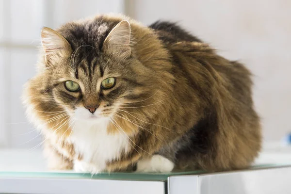 Gato tabby siberiano de ganado, raza pura hipoalergénico mascota — Foto de Stock