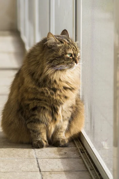 Sibirisches Kätzchen von Nutztieren, reinrassiges, hypoallergenes Haustier — Stockfoto