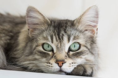 Bir bahçe, yerli yavru kedi ve Hayvancılık çok güzel gümüş siberian kedi