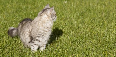 Bir bahçe, yerli yavru kedi ve Hayvancılık çok gümüş siberian kedi