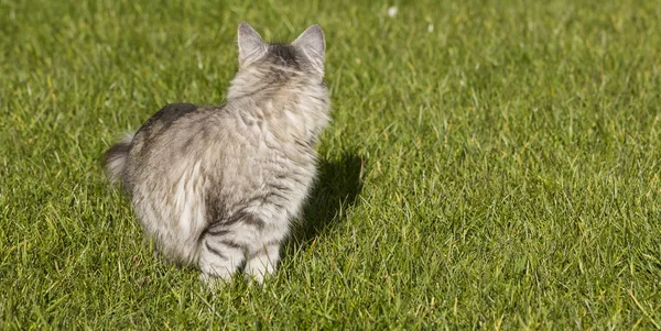 Gato siberiano cinza de gado em um jardim, gatinho doméstico — Fotografia de Stock