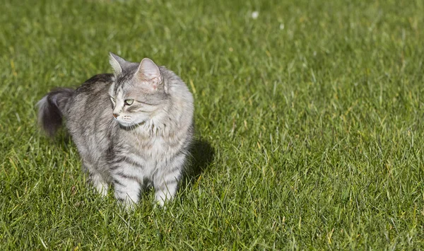 Silver hona av sibirisk katt av boskap i en trädgård, inhemska kattunge — Stockfoto