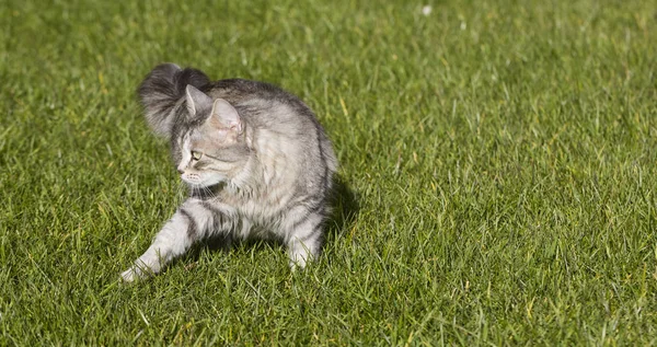 Gato siberiano adorável de gado em um jardim, gatinho doméstico andando na grama verde — Fotografia de Stock