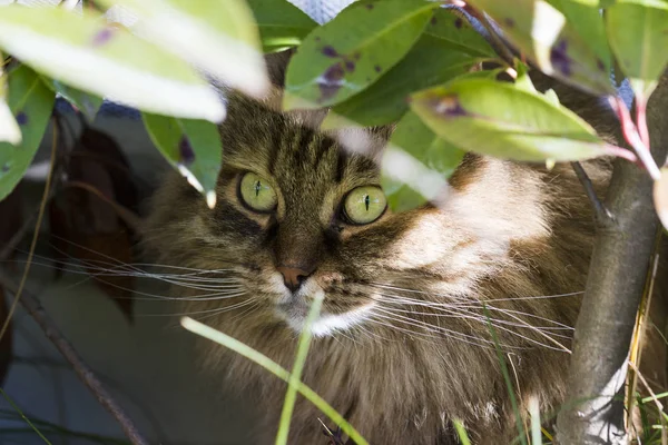 Adorable chat sibérien de bétail dans un jardin, chaton domestique regardant sous une plante — Photo