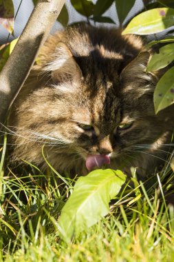 Kahverengi uskumru siberian kedi açık, uzun saçlı hipoalerjenik hayvan yeşil çimen