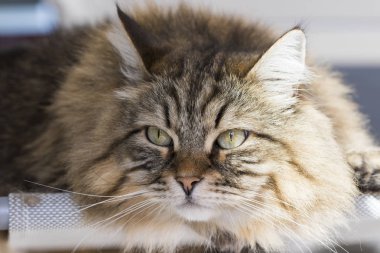 Güzel siberian kedi hayvan de Bahçe, yerli kedi arıyorum