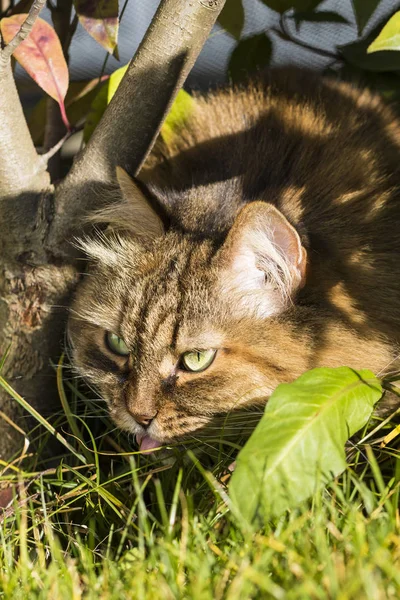 Adorable chat sibérien d'élevage à la recherche dans un jardin, chaton domestique aux cheveux bruns — Photo