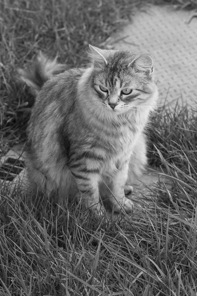 Симпатичная сибирская кошка в саду, домашний котенок — стоковое фото